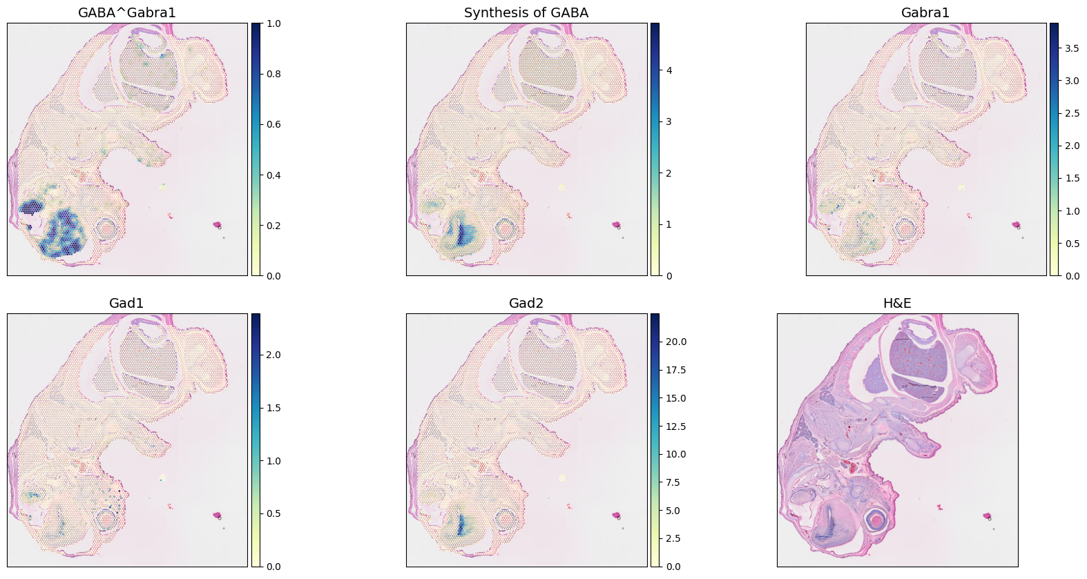 ../_images/notebooks_mouse_embryo_spatial_98_0.png